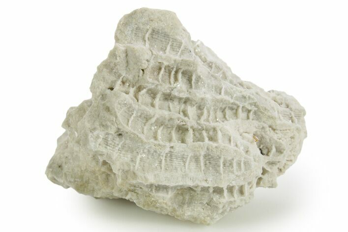 Silurian Dolostone w/ Sparkling Fossil Coral (Fletcheria) - Ohio #362651